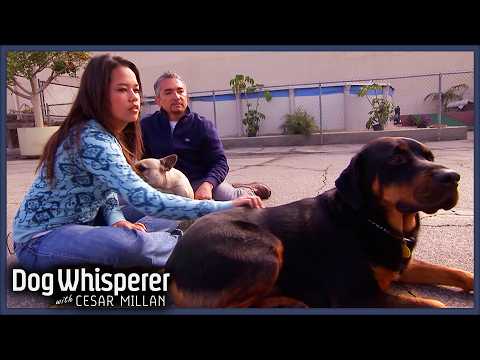Teen Saves Dog From Euthanasia | S4 Ep 28 | Dog Whisperer With Cesar Millan