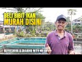 Jual Bibit Ikan Hias Murah