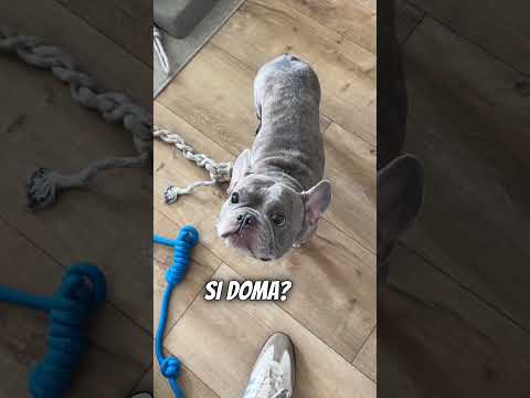 MOHOL TOTO ?!! 💩😂