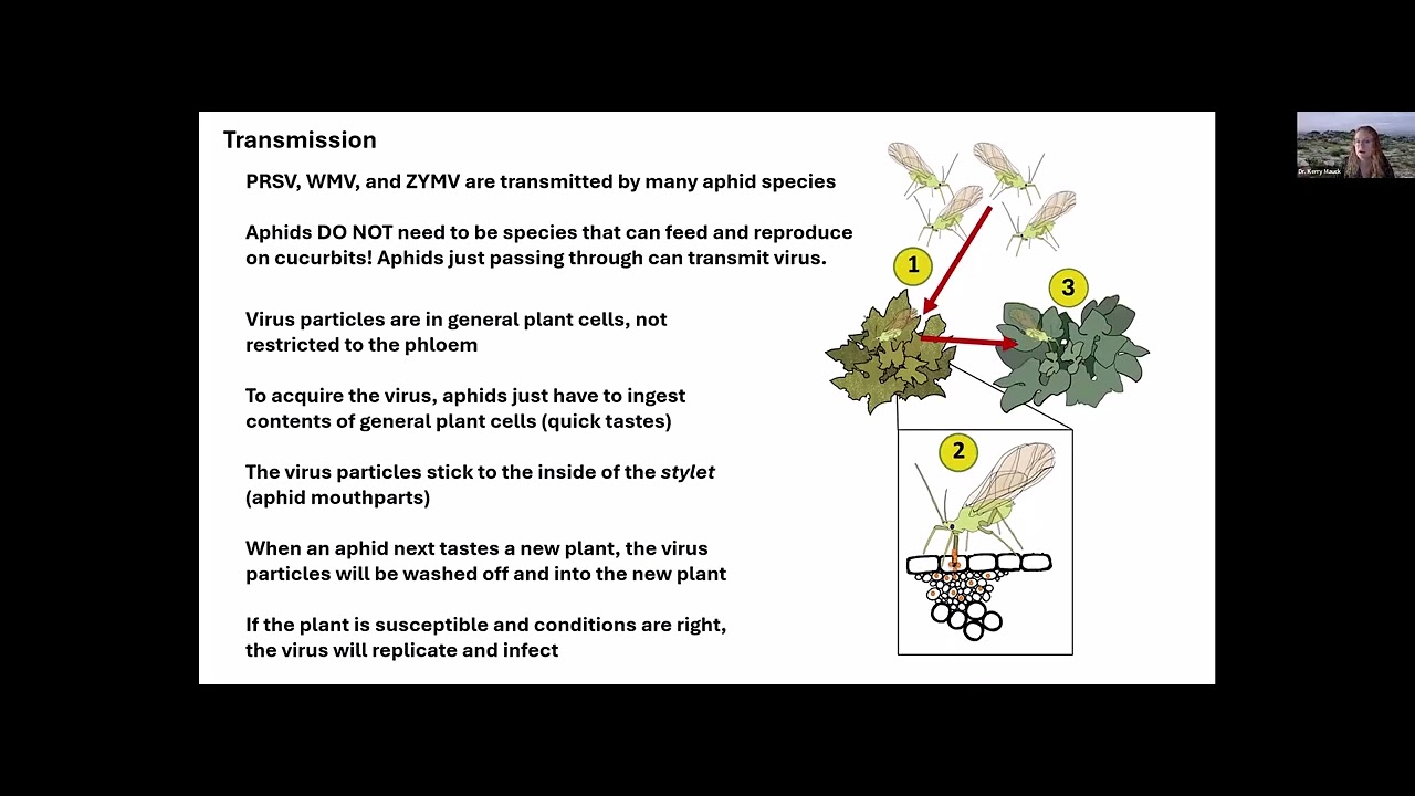 Aphid-transmitted Mosaic Viruses (PRSV, WMV, ZTMV, ZYMV)