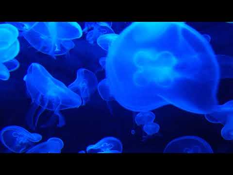 #calm music #meditation music study music spa music best background music