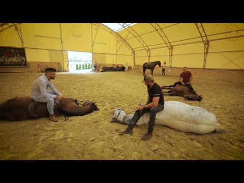 Minden napra lovaskultúra - Kaszkadőrlovak kiválasztása (74. rész)