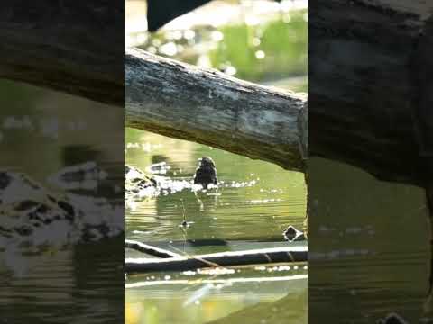 Bird bath