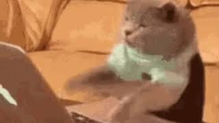 Cat Typing GIF