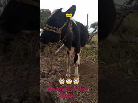 Happy Birthday Sonya 🎂🎉🎂🎉   1November 2021 #वासरू