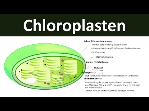 Chloroplasten — Aufbau und Funktion (Oberstufe)