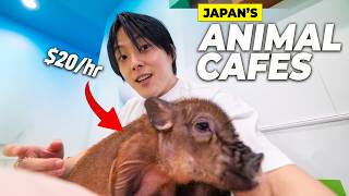 Street in Japan Where Animals Work for Money