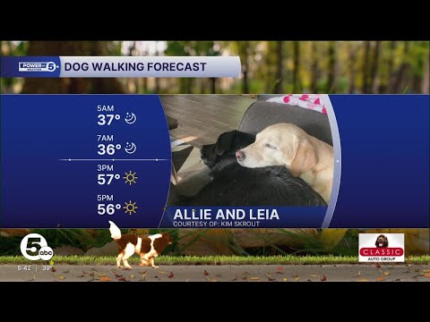 Frosty dog walking forecast for October 27 - YouTube