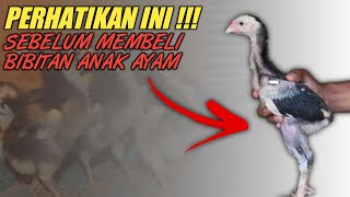 Download lagu Cara & tips memilih anak ayam berkualitas baik #BotohNusantara mp3 Download lagu Cara & tips memilih anak ayam berkualitas baik #BotohNusantara mp3