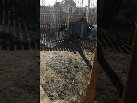 Соседский пес пришел