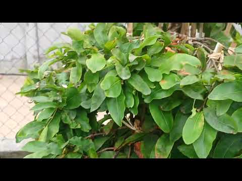 đã bán gl quý ae 1 cây giảo zin bông 8 13 cánh đế rễ chân nôm giá 700k ae hợp lh 0399023488