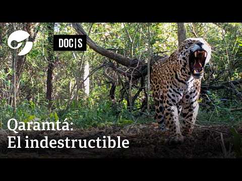 QARAMTÁ, el INDESTRUCTIBLE YAGUARETÉ que REPOBLÓ el IMPENETRABLE 🐆