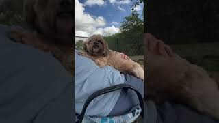 Video preview image #1 Shih Tzu Puppy For Sale in Weston, FL, USA