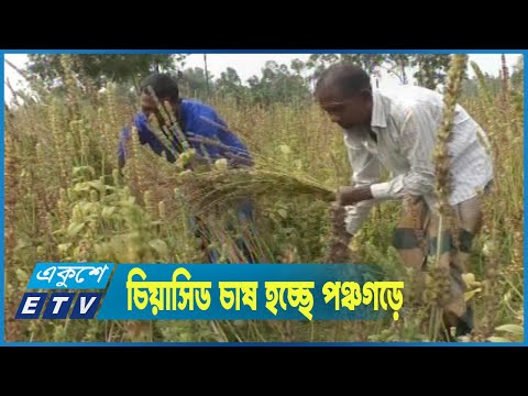 আমেরিকার জনপ্রিয় শস্য চিয়াসিড চাষ হচ্ছে পঞ্চগড়ে