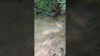 Highlight 0:49 - 5:49 from Bent Fork Buckets Live! #gold #goldmining #goldpanning #goldprospecting