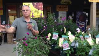 Fall Plants - Alternatives to chrysanthemums