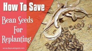 How To Save Bean Seeds For Replanting