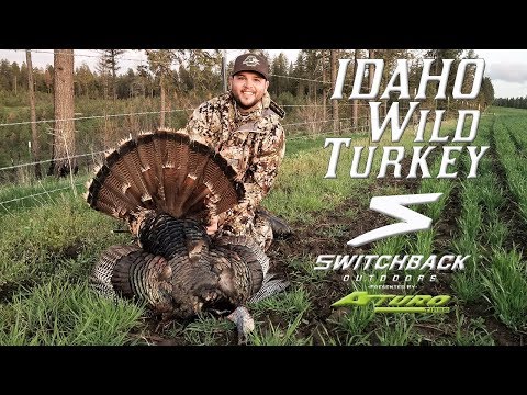 Idaho Wild Turkey Hunt