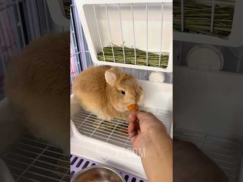 Silly Rabbit Refuses To Eat His Lunch 🤣🐇