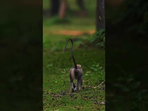 Wildlife #anil @statusak01 #jungle