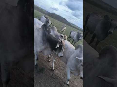 VENDO:GADO em Santa Rita do Araguaia/GO150 bois - 53,5% rendimentos - Valor:R$360@ peso médio 20@