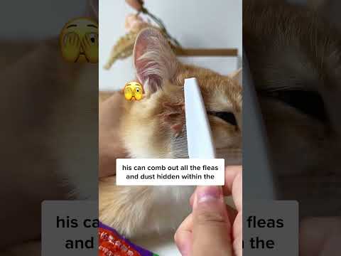 Indoor Cat Can Get Fleas Too?? 🙀