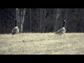 Geese Takeoff