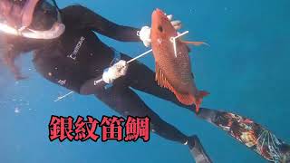【海野人 Spearfishing 】新手學員第一次漁獵就起紀錄魚 #自由潛水 #漁獵 #打魚 #夢幻魚 #石斑  #澎湖 #潛打 #趕海 #紅槽 #龍膽 #紅條 #土魠魚 #石鯛 #銀紋笛鯛