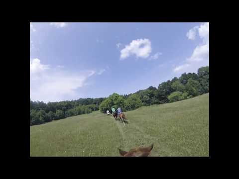 Equus Silvania / Sinca Noua, Day 4 (2018)