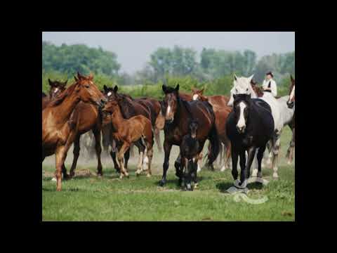 Video de YouTube - Chacra en Maldonado ref. 5857