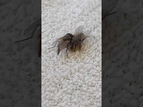 イエバエはどのようにしてうんちをするのか