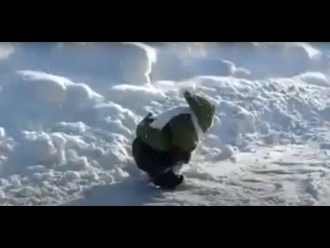 bonsai - funee monkee gif (1 Hour)