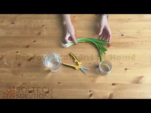 Regrow Scallions at Home | Soltech Solutions