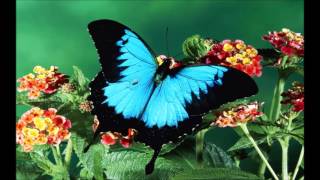 Butterfly  ANDY WILLIAMS