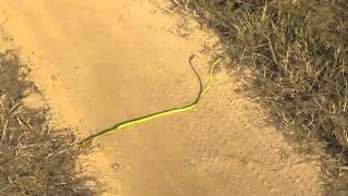 preview picture of video 'Green Vine snake on safari in India'