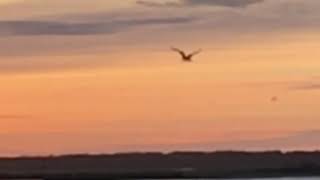 Byrds John Riley Cover