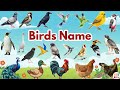 50 Birds Names In English Tamil Birds Learning With Voice Pictures MIT Kids