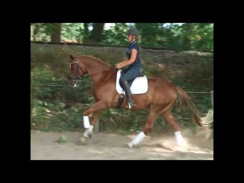 MONCASSANDO 8j. v. Münchhausen - Rubin Royal VB 19.000,- Euro