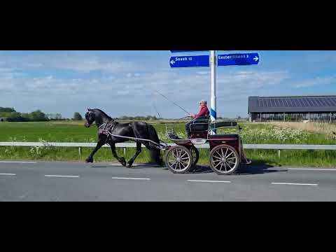 Stal Okkema's Anco - Norbert x Beart - Stallion - 2016