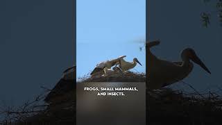 Stork | This Bird Can Travel Thousands of Kilometers for Their Migration