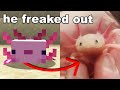 I Gave my Little Brother a Minecraft Axolotl in Real Life