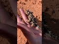 The Thorny devil #moloch #devil #rare #australia #outback #reptile #cute #nature #strange #wildlife