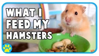 What I Feed My Syrian & Dwarf Hamsters! by ErinsAnimals