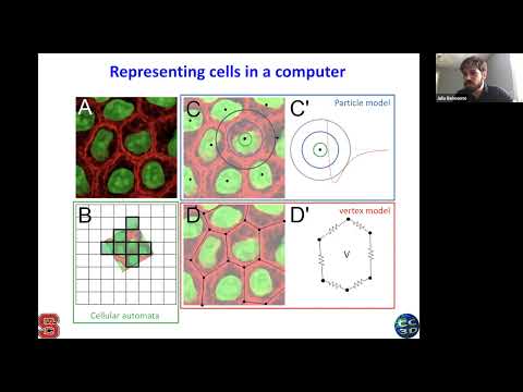CC3D Workshop Module 1.3: CPM Intro Epithelial/Mesenchymal Transition Contact Energy Temp Aug 2 2021