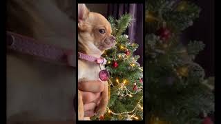 Merry Christmas Everyone