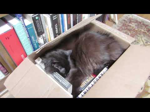 Cat In the Hamper (Josh Stein soundtrack)