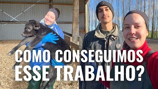 COMO É TRABALHAR EM UMA FAZENDA DE VACAS NA NOVA ZELÂNDIA PT. 2 🇳🇿