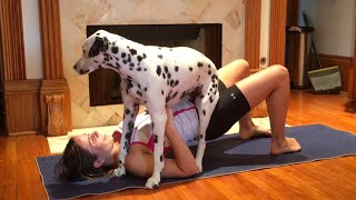 animale caine dalmatian amuzant