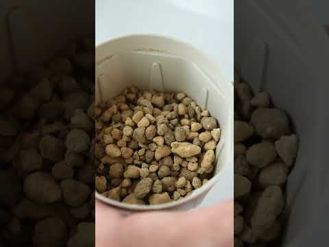 園芸 登るフィロデンドロン、ハートリーフフィロデンドロン