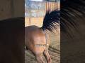This Horse Tried To Cover Up A Fart Shorts